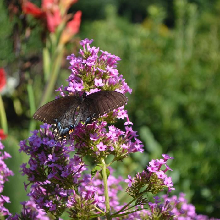 'Jeana' Garden Phlox - Phlox paniculata from Winding Creek Nursery