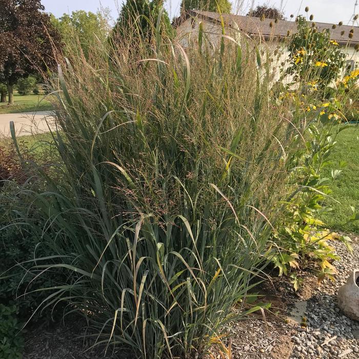 'Northwind' Switch Grass - Panicum virgatum from Winding Creek Nursery