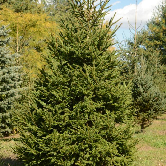 Norway Spruce - Picea abies from Winding Creek Nursery