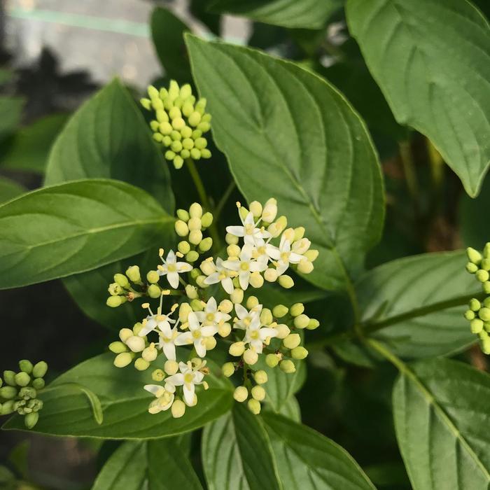 Arctic Fire Yellow-Twig Dogwood - Cornus stolonifera from Winding Creek Nursery