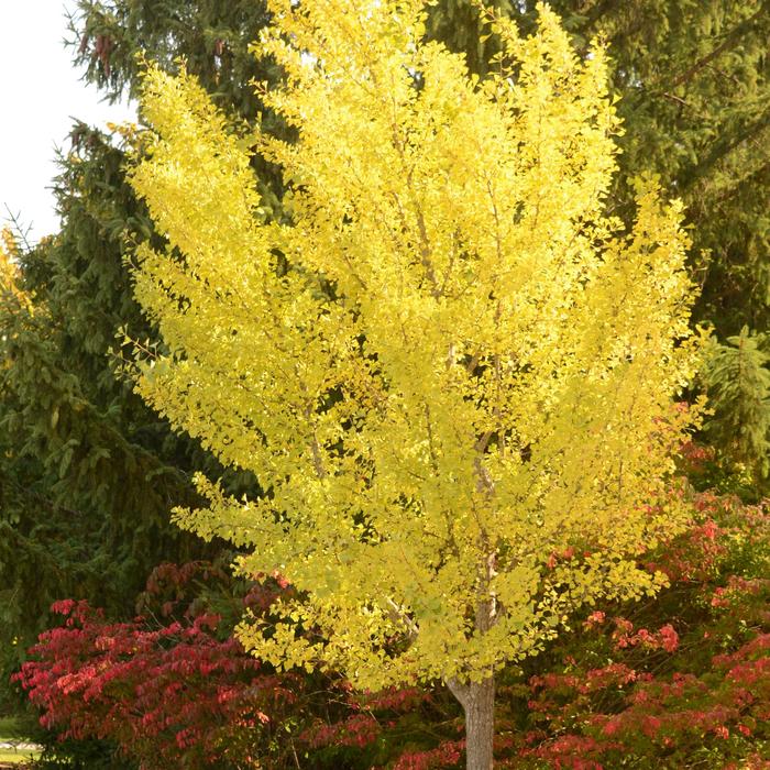 'Autumn Gold' - Ginkgo biloba from Winding Creek Nursery