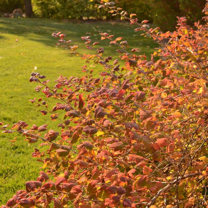 'Pixwell' Gooseberry - Ribes grossulariodes from Winding Creek Nursery