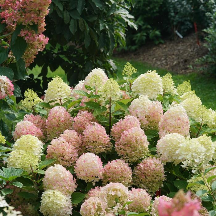 'Fire Light Tidbit®' Panicle Hydrangea - Hydrangea paniculata from Winding Creek Nursery