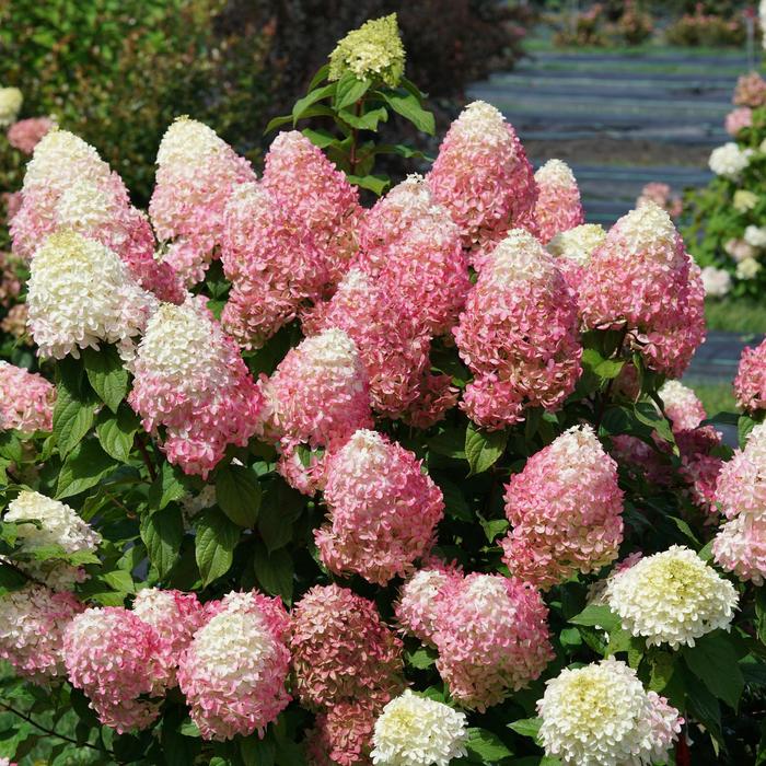 'Quick Fire Fab®' Panicle Hydrangea - Hydrangea paniculata from Winding Creek Nursery