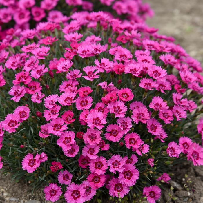 'Paint the Town Fancy' Pinks - Dianthus from Winding Creek Nursery