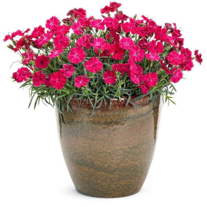 'Paint the Town Red' Pinks - Dianthus from Winding Creek Nursery