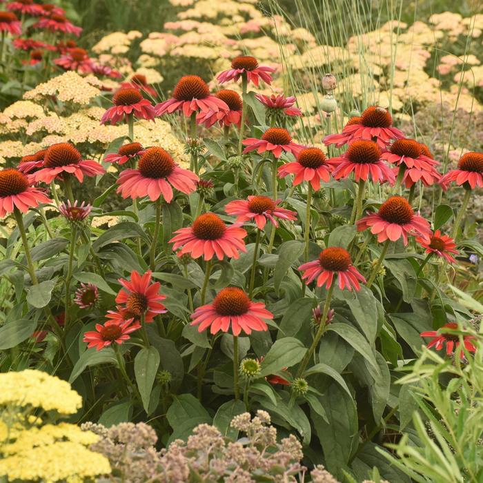 Color Coded® 'Frankly Scarlet' - Echinacea (Coneflower) from Winding Creek Nursery