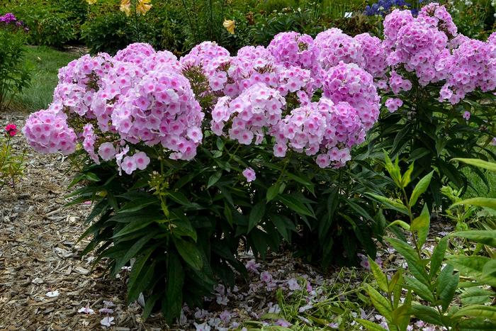 Luminary™ 'Opalescence' - Phlox paniculata (Garden Phlox) from Winding Creek Nursery