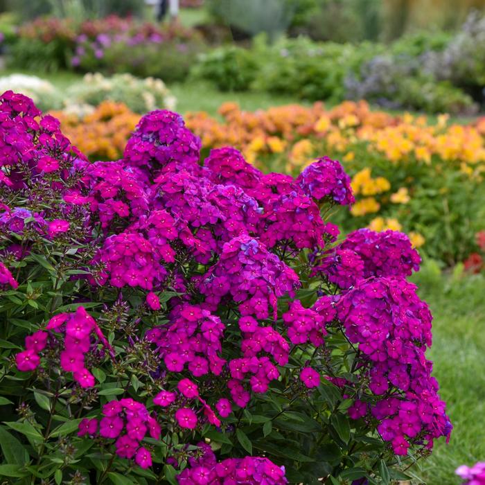 Luminary™ 'Ultraviolet' - Phlox paniculata (Garden Phlox) from Winding Creek Nursery