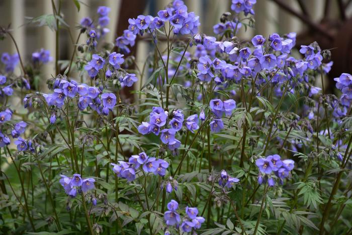 'Heaven Scent' Jacob's Ladder - Polemonium caeruleum from Winding Creek Nursery