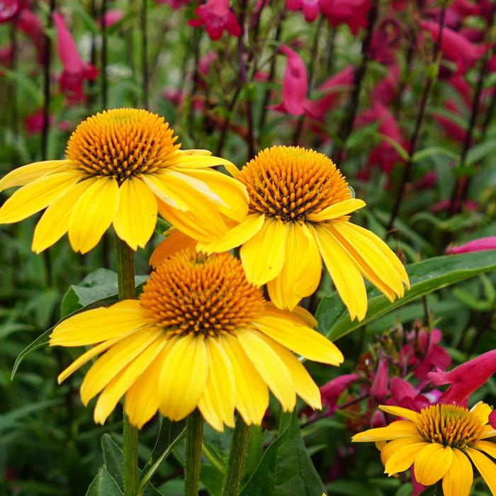 Sombrero® 'Lemon Yellow' - Echinacea (Coneflower) from Winding Creek Nursery