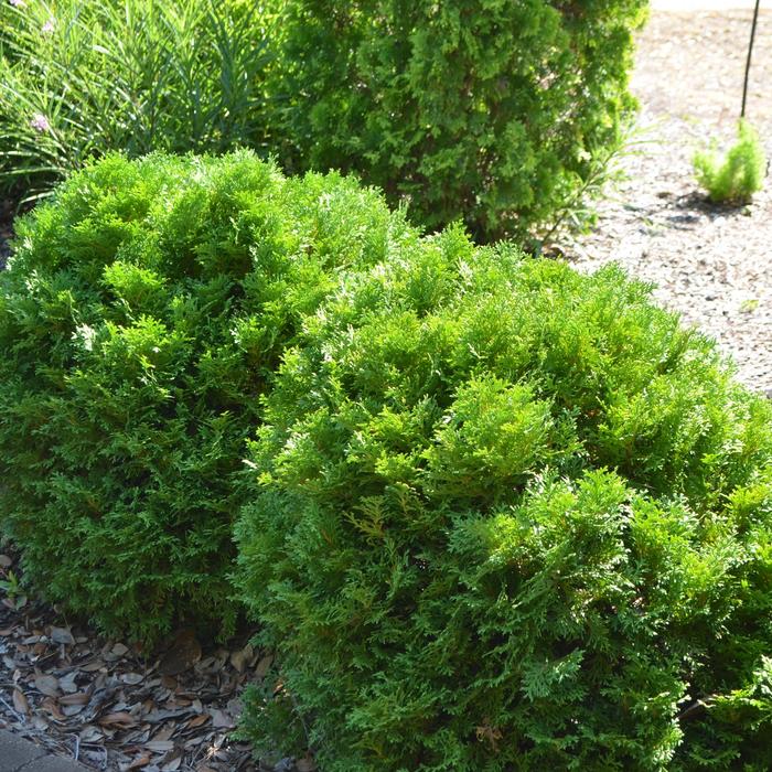 'Mr. Bowling Ball®' Arborvitae - Thuja occidentalis from Winding Creek Nursery