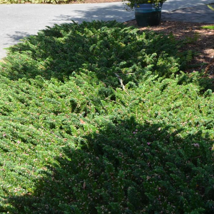 'Blue Pacific' Juniper - Juniperus conferta from Winding Creek Nursery