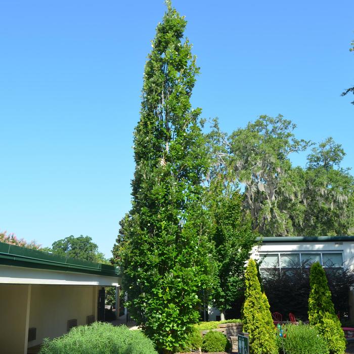 'Regal Prince®' Oak - Quercus x warei from Winding Creek Nursery