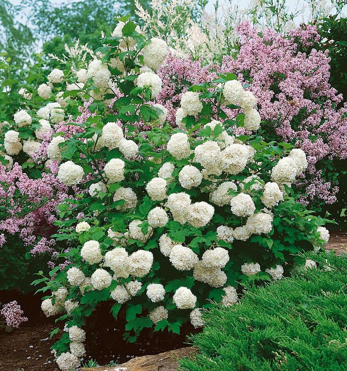 Chinese Snowball Viburnum - Viburnum macrocephalum from Winding Creek Nursery