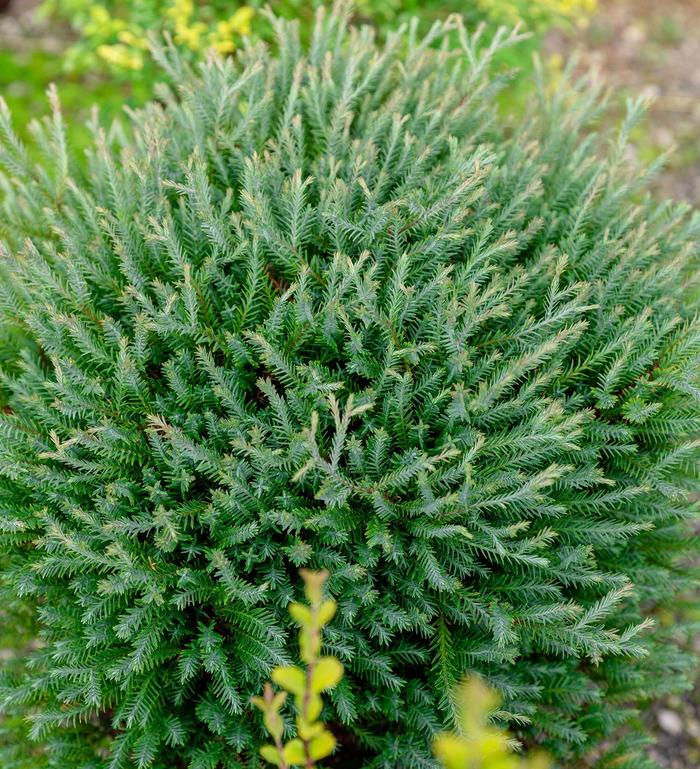 'Pancake™' Arborvitae - Thuja occidentalis from Winding Creek Nursery