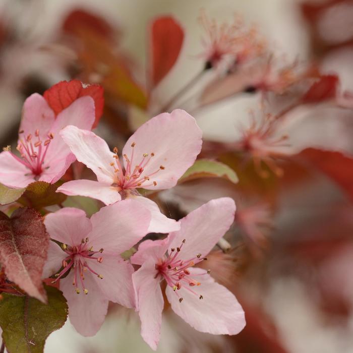 'Royal Raindrops®' Crabapple - Malus from Winding Creek Nursery