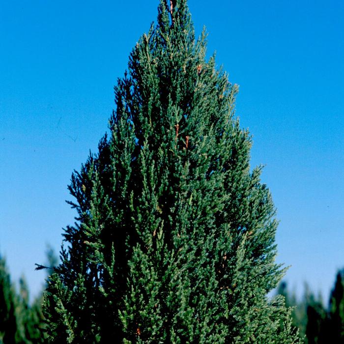 'Blue Point' Chinese Juniper - Juniperus chinensis from Winding Creek Nursery