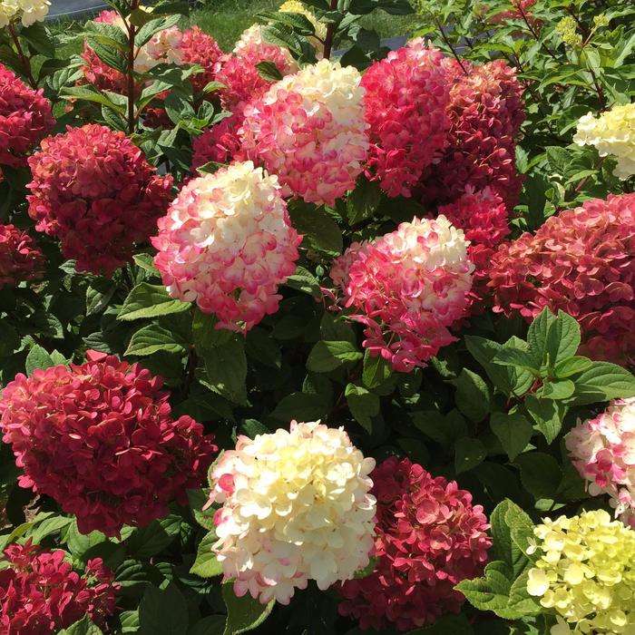 'Little Lime Punch™' Panicle Hydrangea - Hydrangea paniculata from Winding Creek Nursery