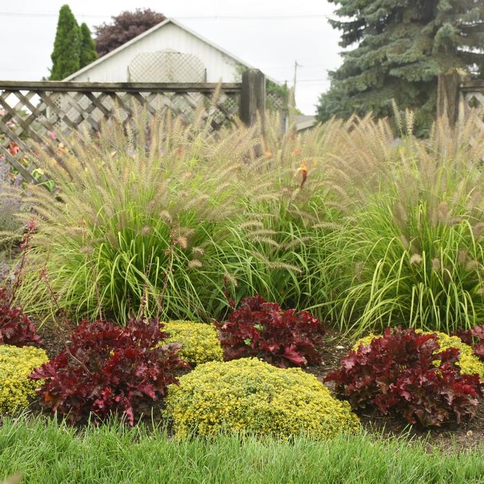 Prairie Winds® 'Lemon Squeeze' - Pennisetum alopecuroides (Fountain Grass) from Winding Creek Nursery