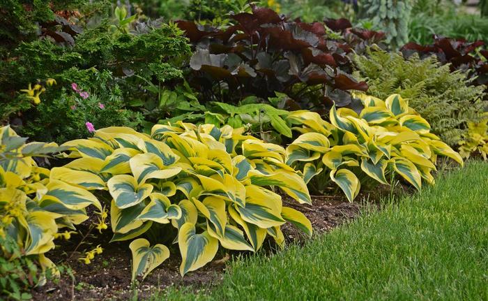 Shadowland® 'Autumn Frost' - Hosta (Hosta, Plantain Lily) from Winding Creek Nursery