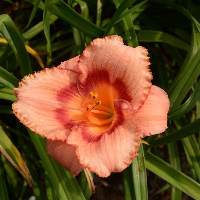 'Strawberry Candy' Daylily-Designer - Hemerocallis from Winding Creek Nursery