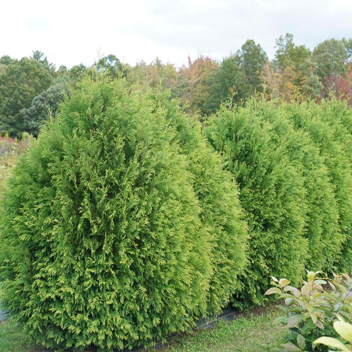 Arborvitae - Thuja occidentalis from Winding Creek Nursery