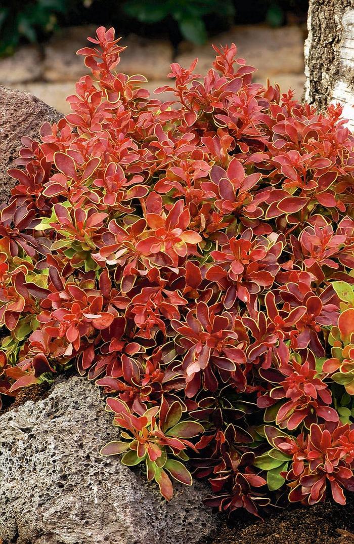 'Admiration' Barberry - Berberis thunbergii from Winding Creek Nursery