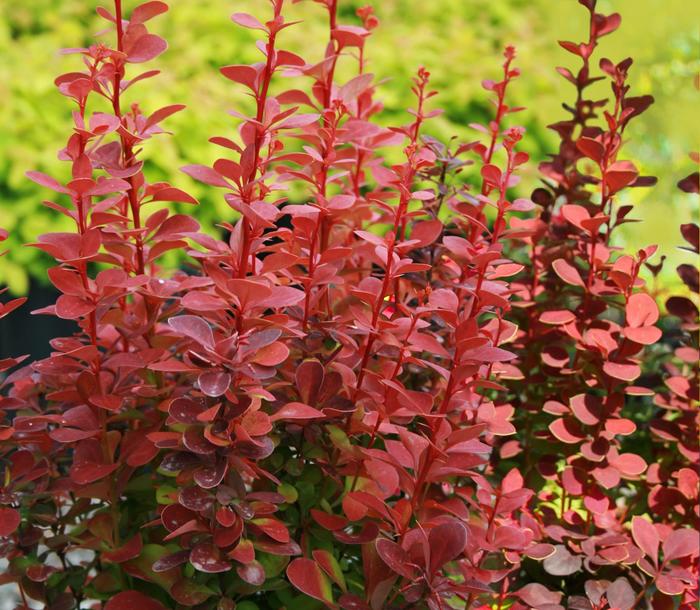 'Orange Rocket' Barberry - Berberis thunbergii from Winding Creek Nursery