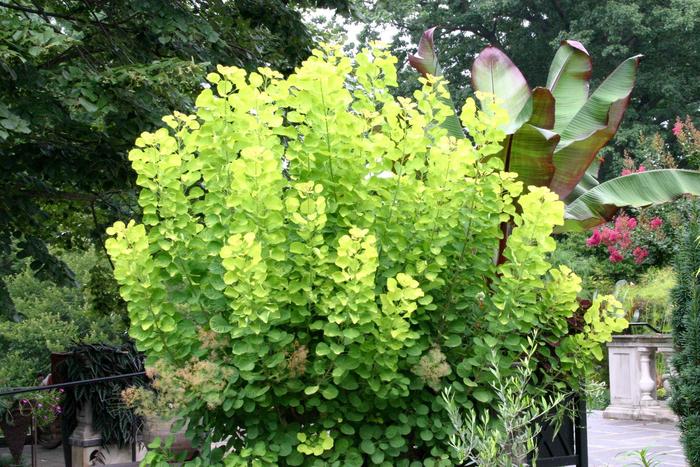 'Golden Spirit' Golden Smoke - Cotinus coggygria from Winding Creek Nursery