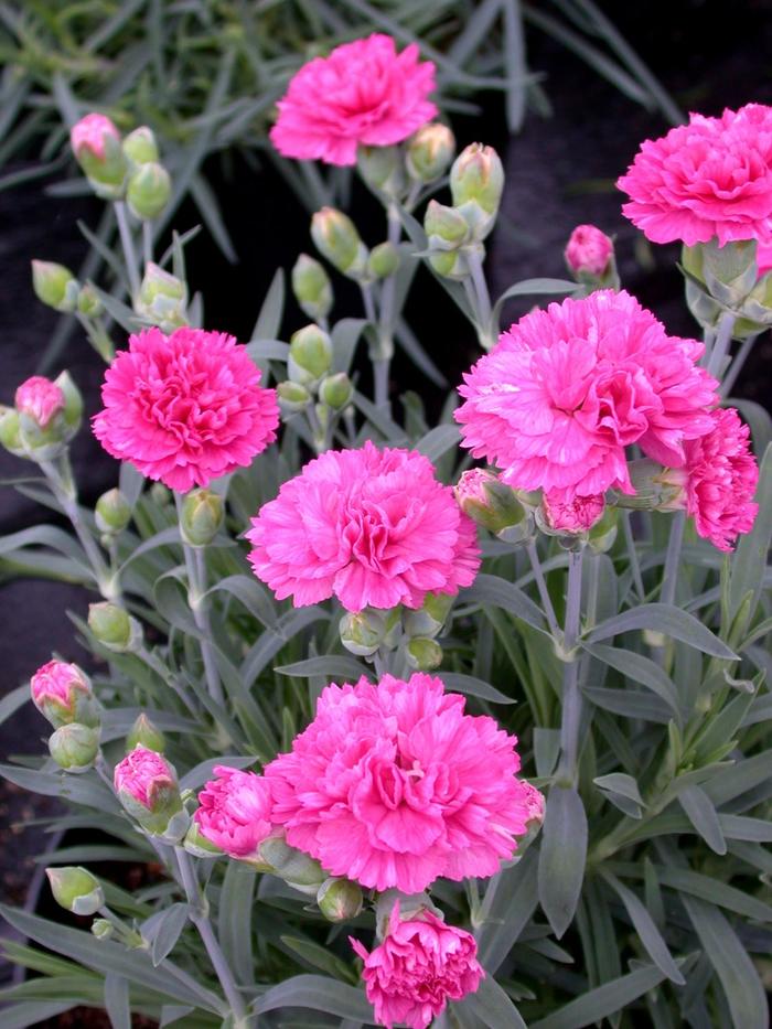 Early Bird&trade; 'Sherbet' - Dianthus from Winding Creek Nursery