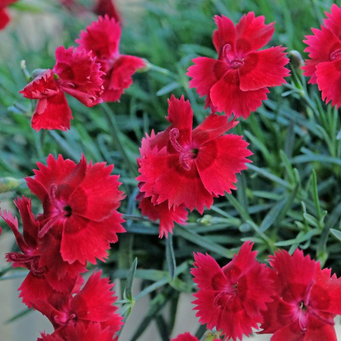 Star Single™ 'Fire Star Improved' - Dianthus (Maiden Pink) from Winding Creek Nursery