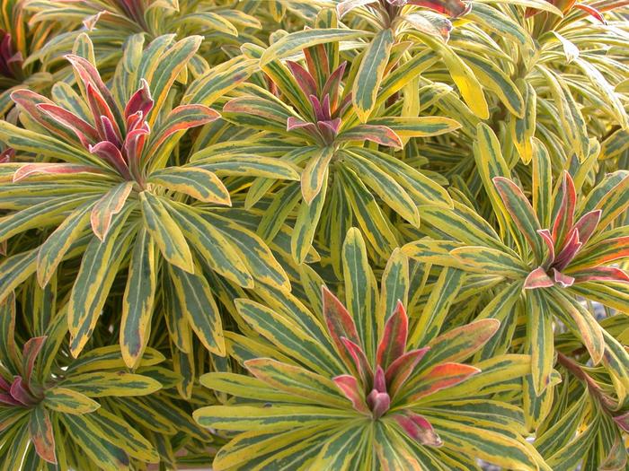 Sahara™ 'Ascot Rainbow' - Euphorbia x martinii (Spurge) from Winding Creek Nursery