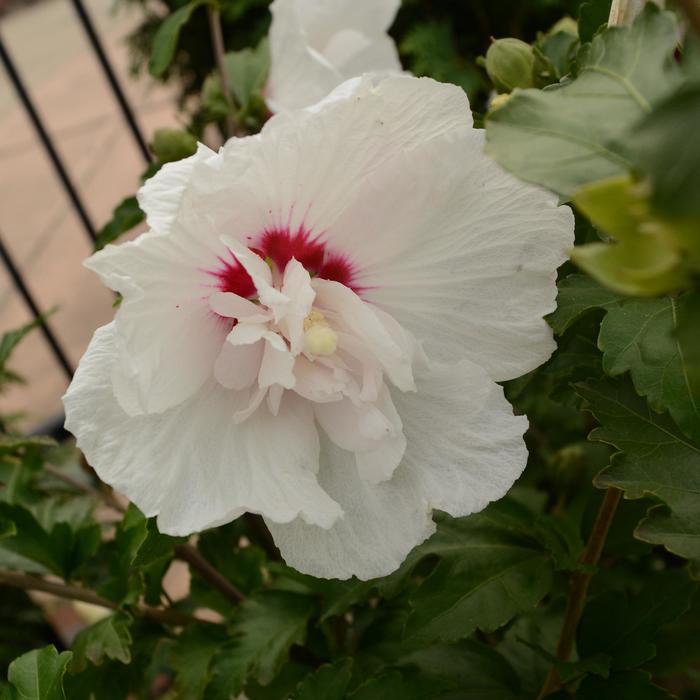 First Editions® 'Bali™' - Hibiscus syriacus (Rose of Sharon) from Winding Creek Nursery