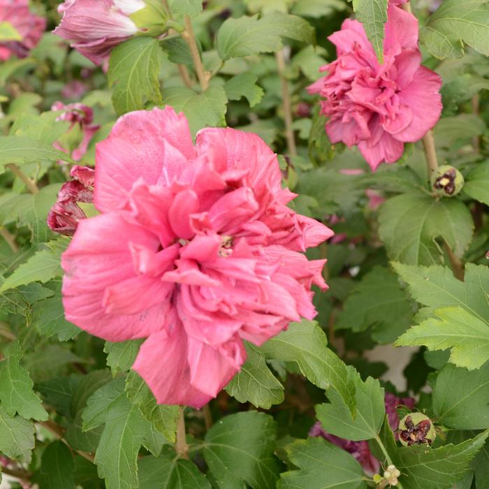 French Cabaret™ Red - Hibiscus syriacus (Rose of Sharon) from Winding Creek Nursery