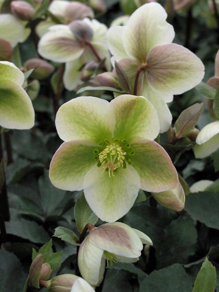 Walberton's® 'Ivory Prince' - Helleborus (Lenten Rose) from Winding Creek Nursery