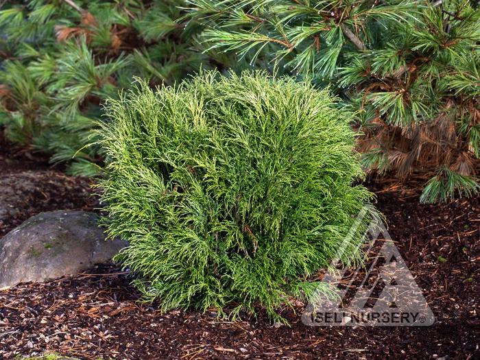 'Angel Hair' Threadbranch Cypress - Chamaecyparis pisifera from Winding Creek Nursery