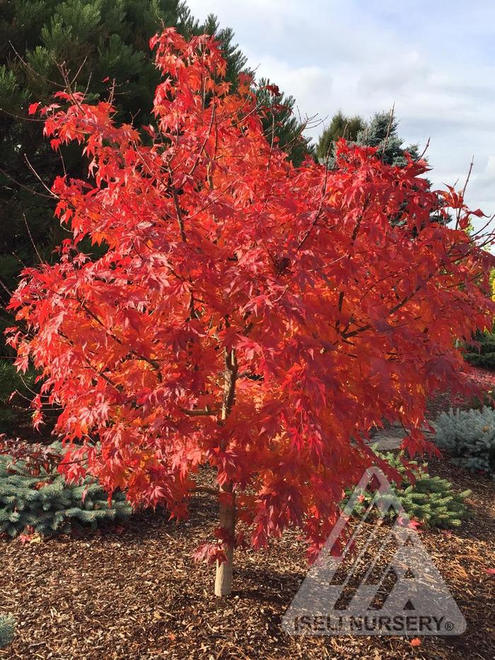 Pacific Rim® 'Final Fire®' - Acer x pseudosieboldianum (Maple) from Winding Creek Nursery