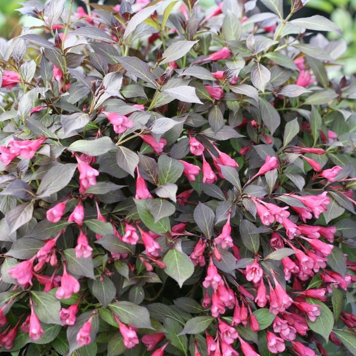 Midnight Wine Shine® - Weigela florida from Winding Creek Nursery