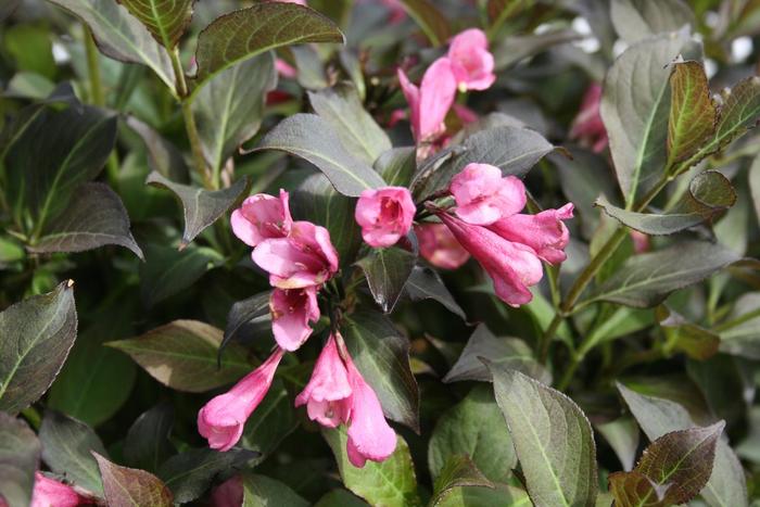 'Dark Horse' - Weigela florida from Winding Creek Nursery