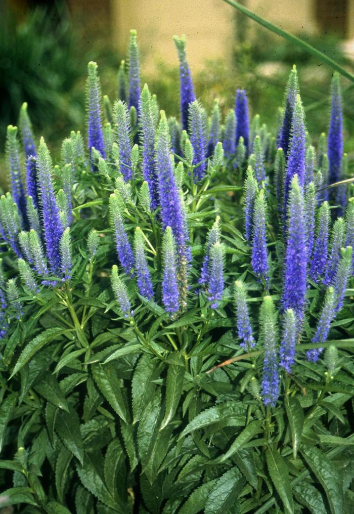 'Royal Candles' Speedwell - Veronica spicata from Winding Creek Nursery