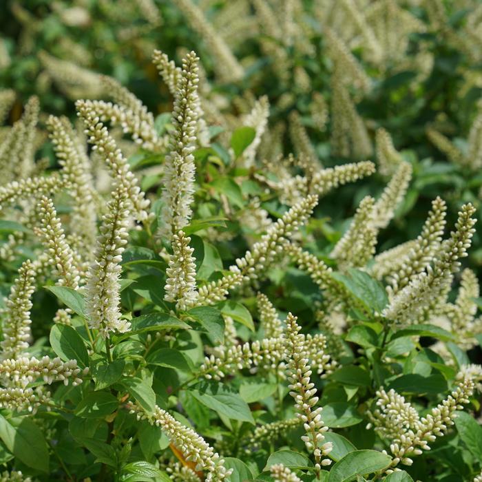 'Fizzy Mizzy®' Sweetspire - Itea virginica from Winding Creek Nursery