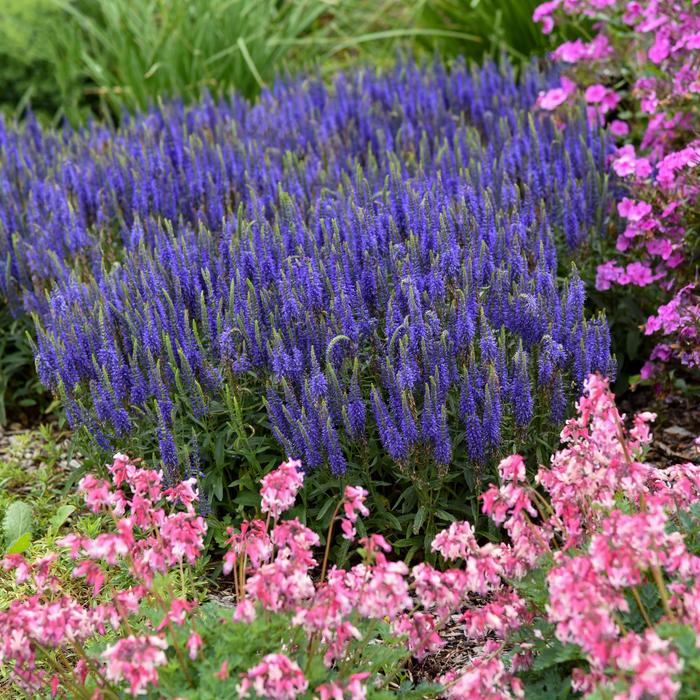 Magic Show® 'Wizard of Ahhs' - Veronica (Speedwell) from Winding Creek Nursery