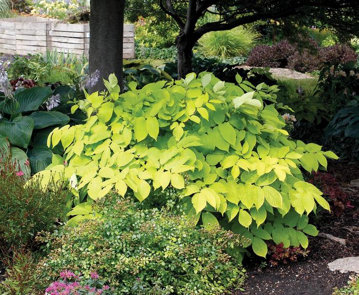 'Sun King' Japanese Spikenard - Aralia cordata from Winding Creek Nursery