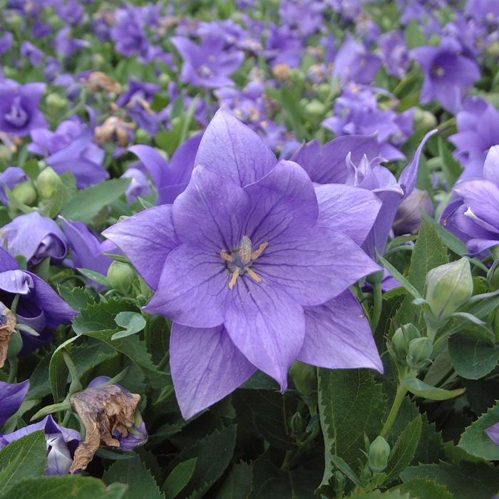 'Astra Double Blue' Balloon Flower - Platycodon grandiflorus from Winding Creek Nursery