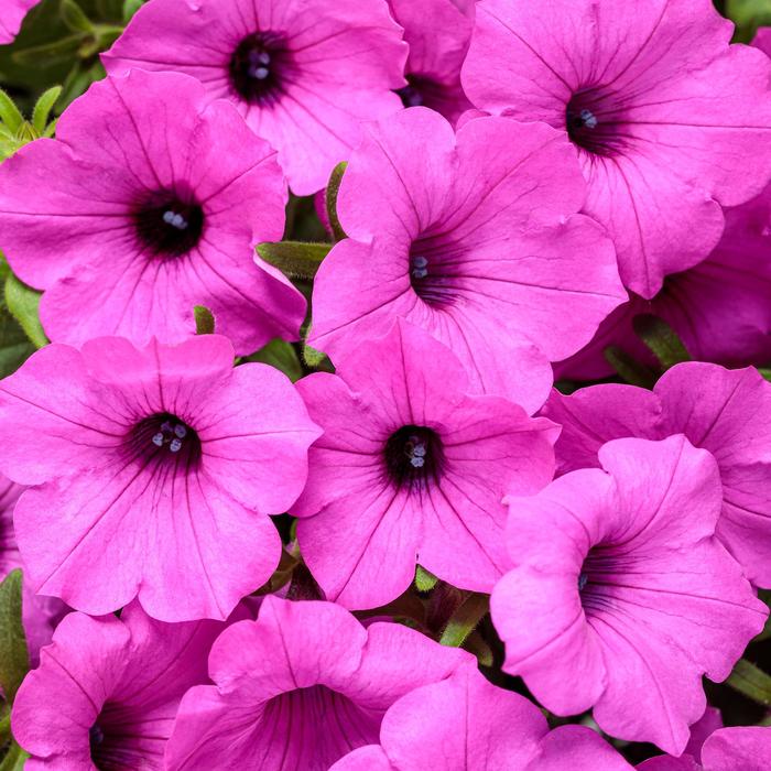 Supertunia Vista® 'Jazzberry®' - Petunia from Winding Creek Nursery