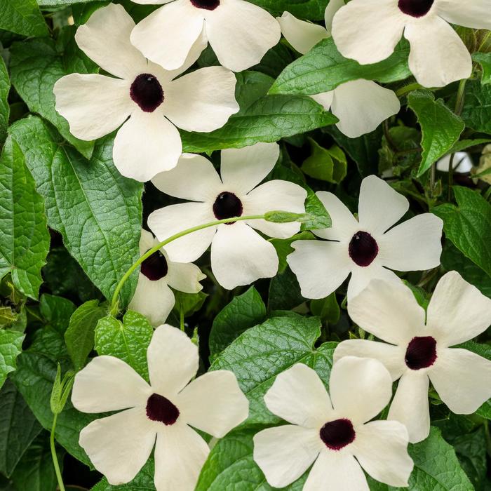 'Coconut A-Peel®' Black-Eyed Susan Vine - Thunbergia alata from Winding Creek Nursery