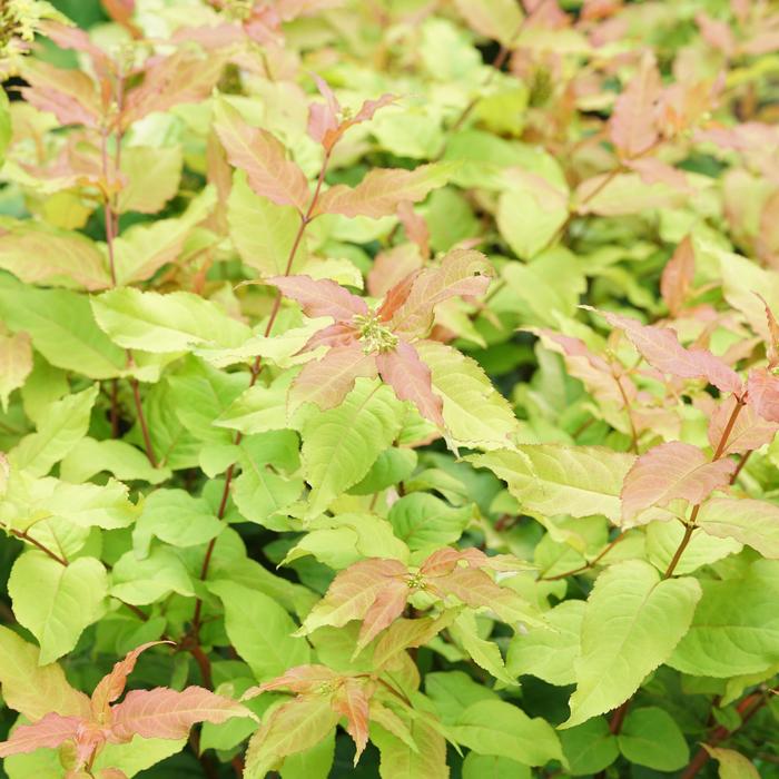 'Kodiak Fresh®' Bush Honeysuckle - Diervilla from Winding Creek Nursery