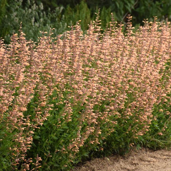 Meant to Bee™ 'Queen Nectarine' - Agastache (Hummingbird Mint) from Winding Creek Nursery