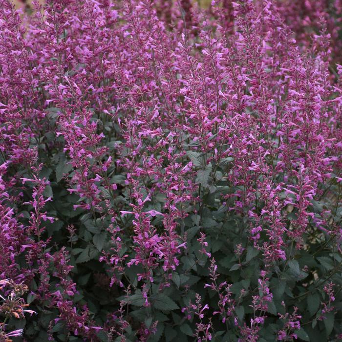 Meant to Bee™ 'Royal Raspberry' - Agastache (Hummingbird Mint) from Winding Creek Nursery